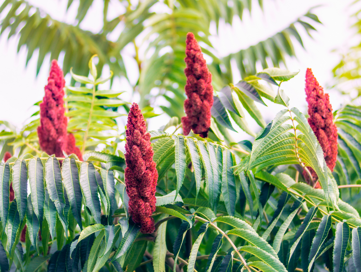 Sumac moulu 50G x 10 - ABIDO